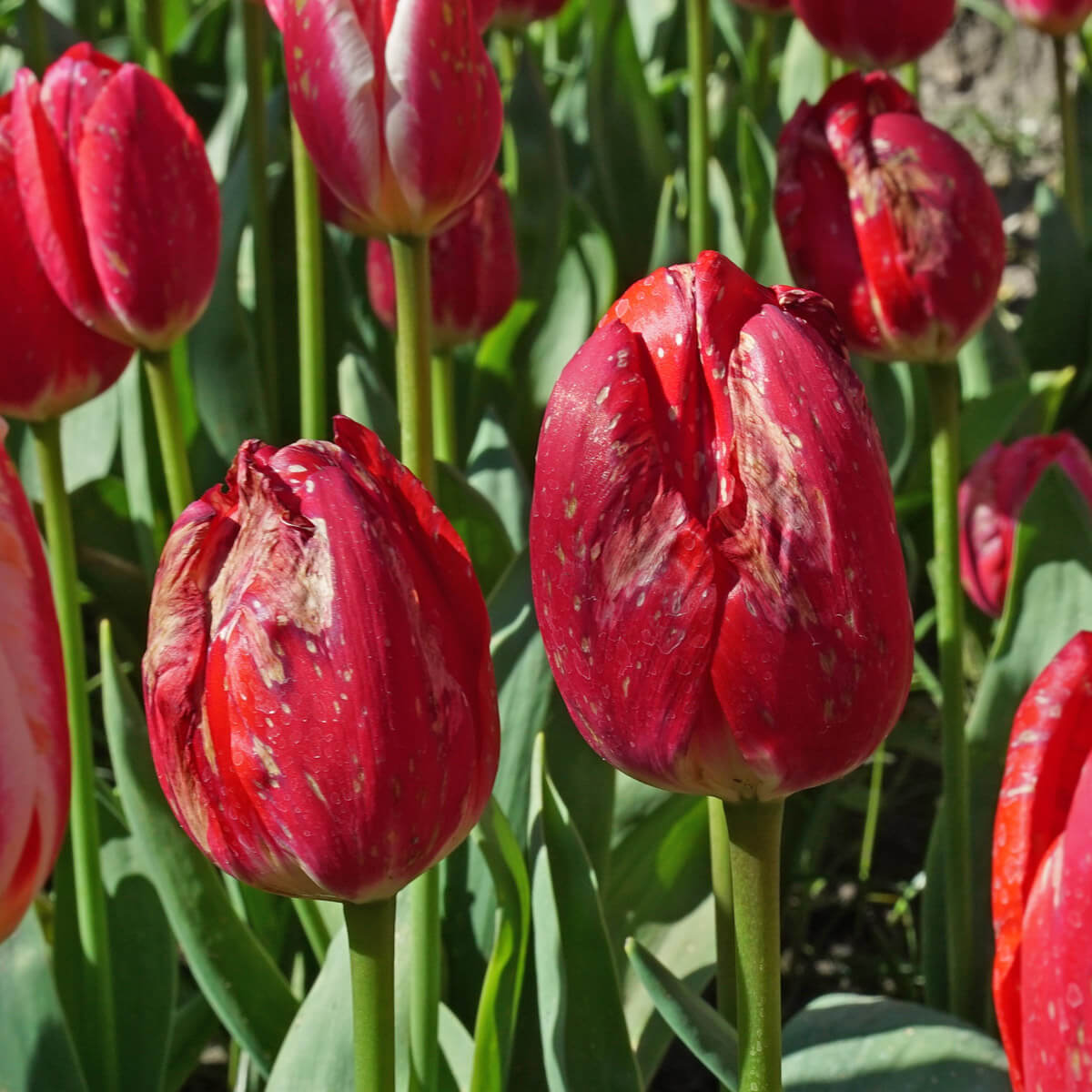 Feueralarm in den Tulpen