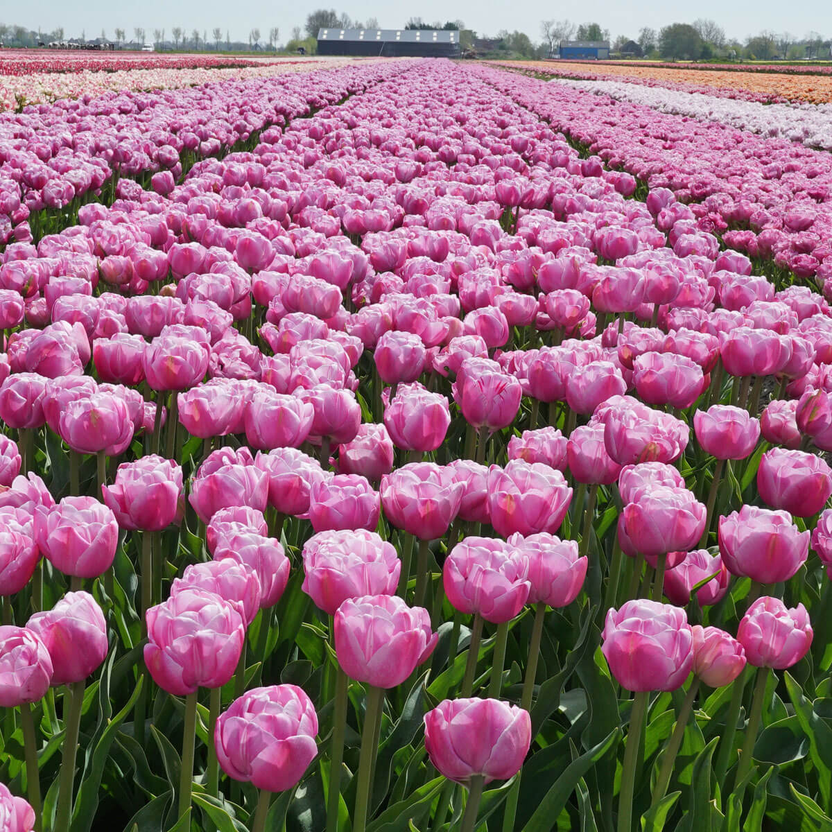 Kuhgeruch mit einem Hauch von Tulpe