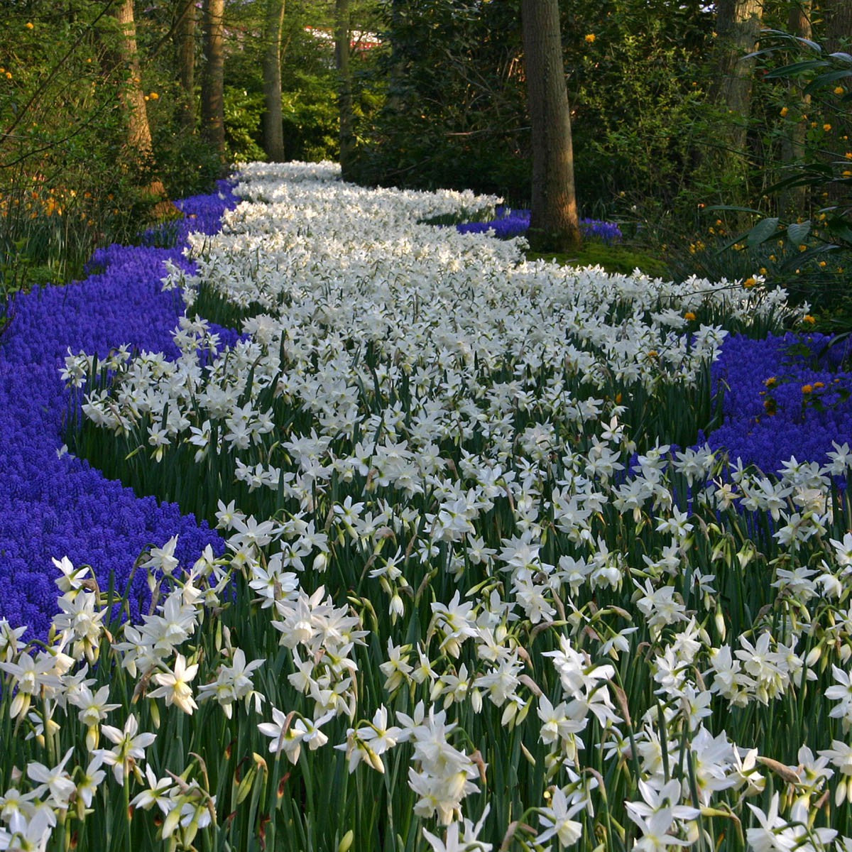 Een ode aan de Thalia (Narcis)