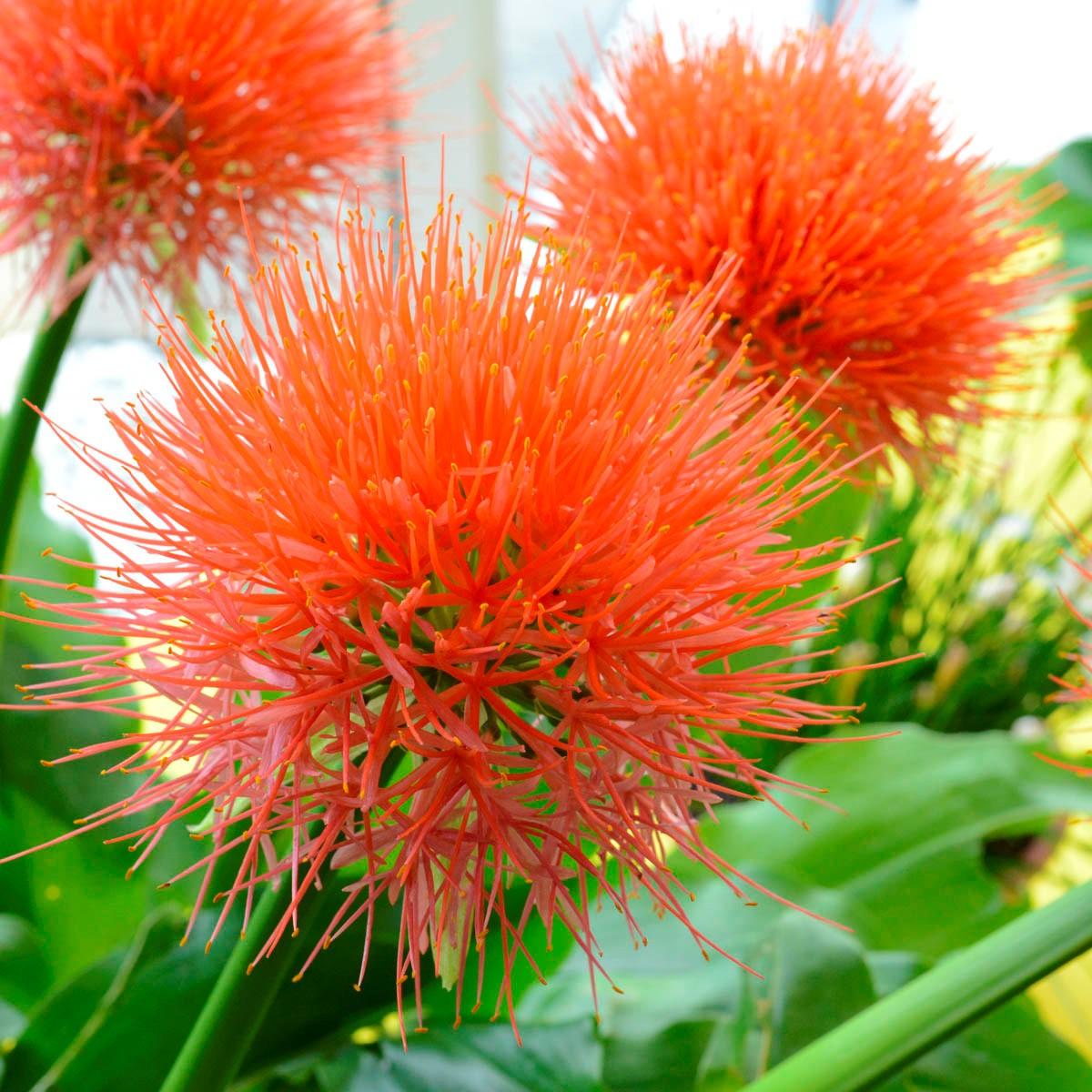 Nieuw: De Scadoxus multiflorus Orange Wonder