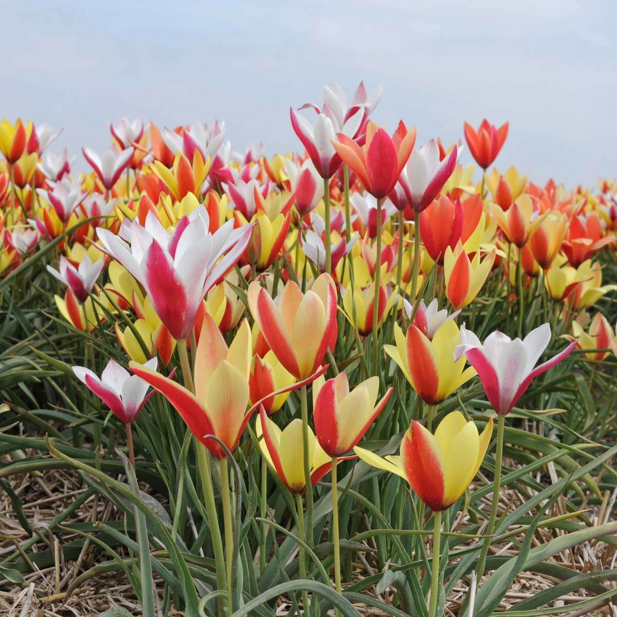 Verliebt in Blumenzwiebeln seit ich denken kann