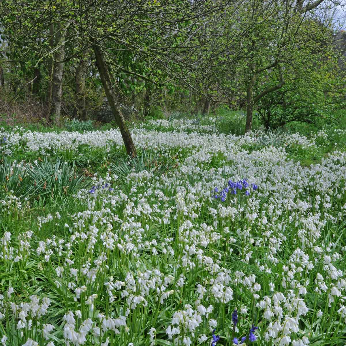 Entspannt gärtnern mit Blumenzwiebeln