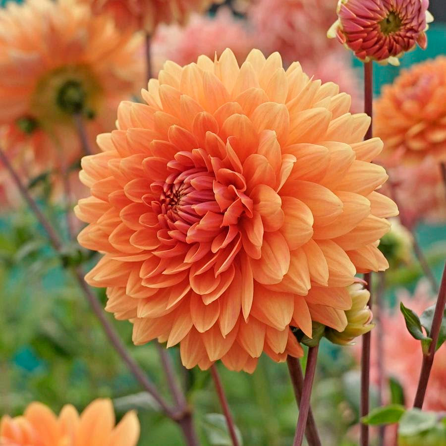 De ideale tijd om Dahlia's te planten