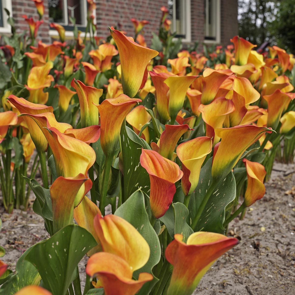 Zantedeschia – ein Versuch, der sich lohnt.