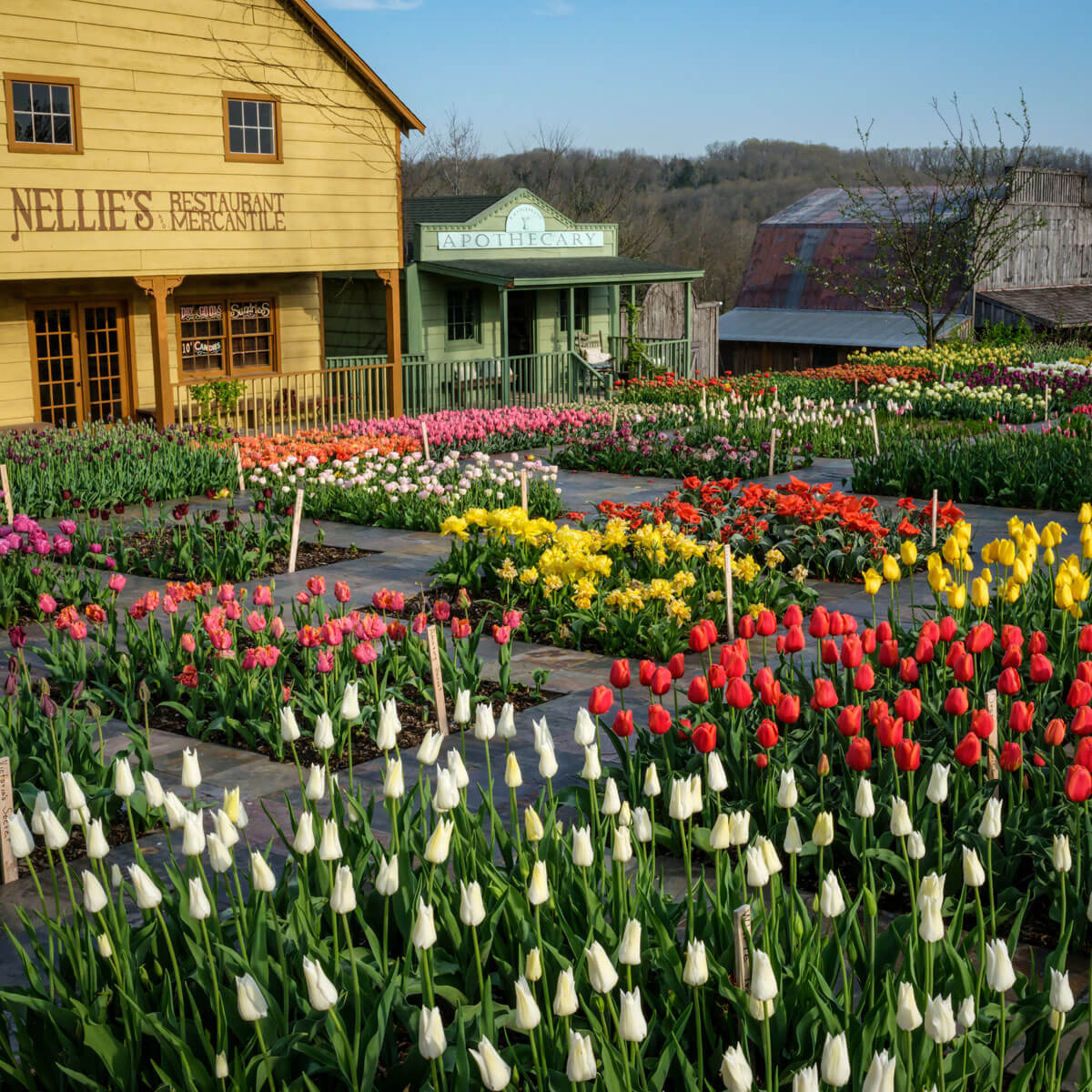 Gute Neuigkeiten und das Hill Billy Tulpen Festival