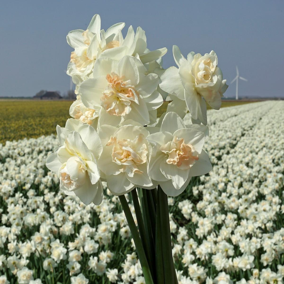 De Narcis maakt mij blij