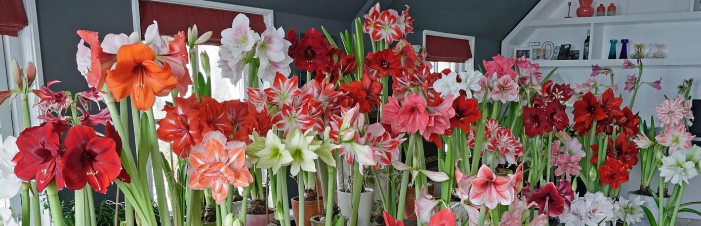 De Amaryllis, u kunt ze weer bestellen