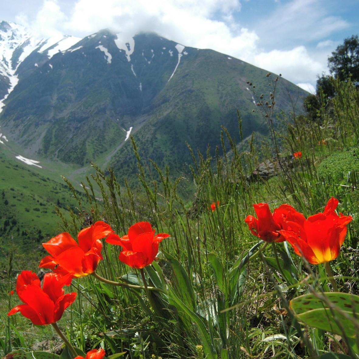 De Tulp als vaste plant