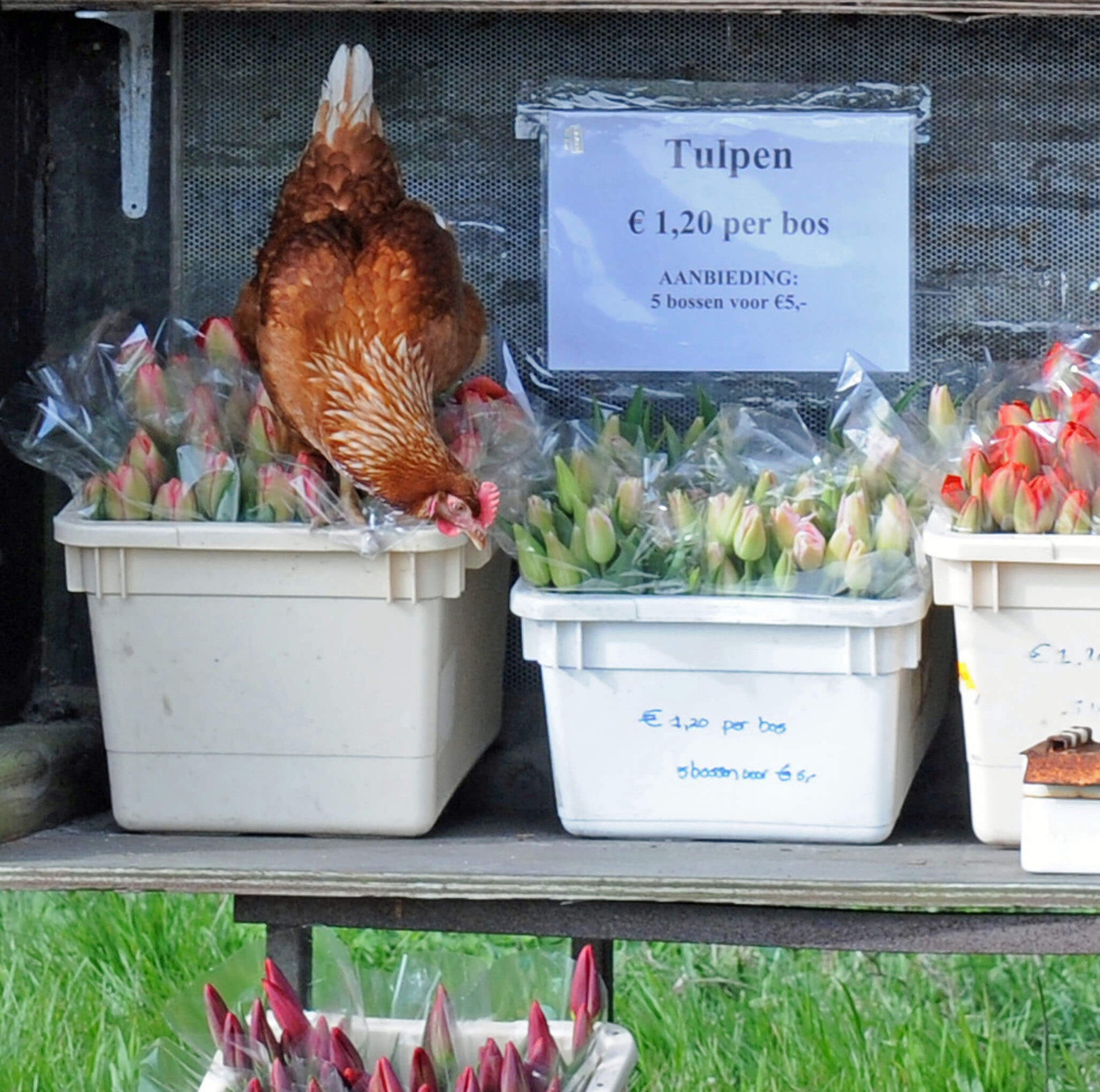 Schöne Arbeit mit Blumenzwiebeln