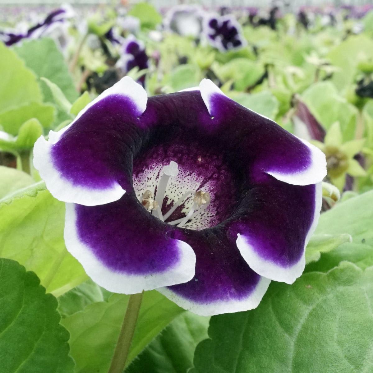 De Dahlia’s zijn weer beschikbaar