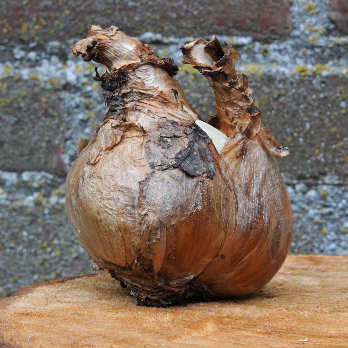 Bloembollen – Het ideale cadeau!