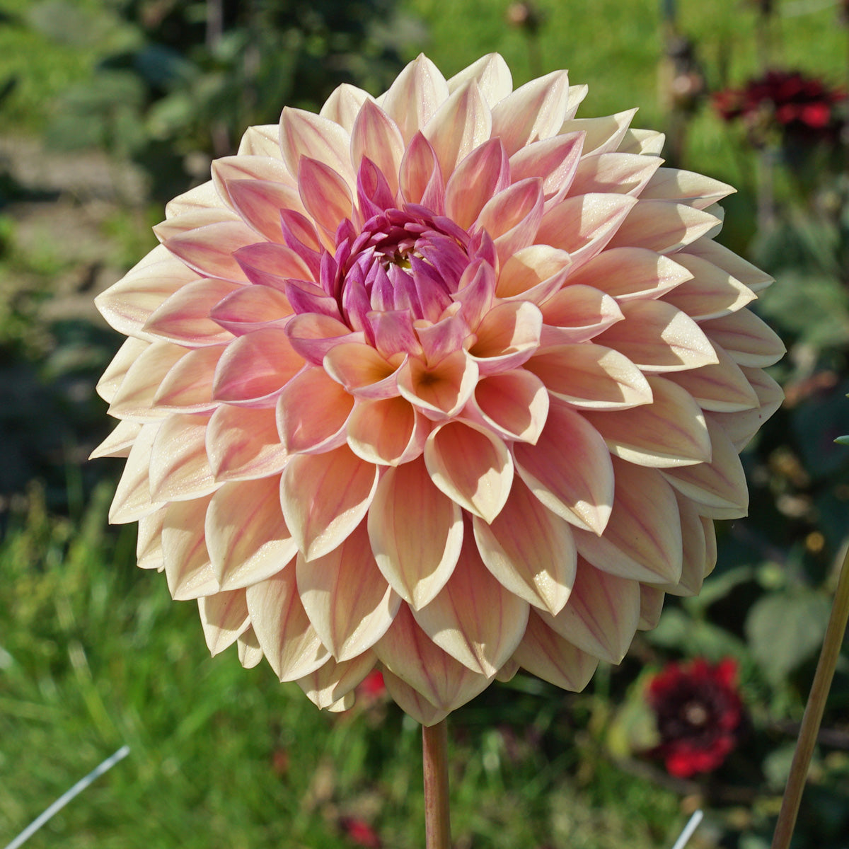 Dahlia’s in overvloed