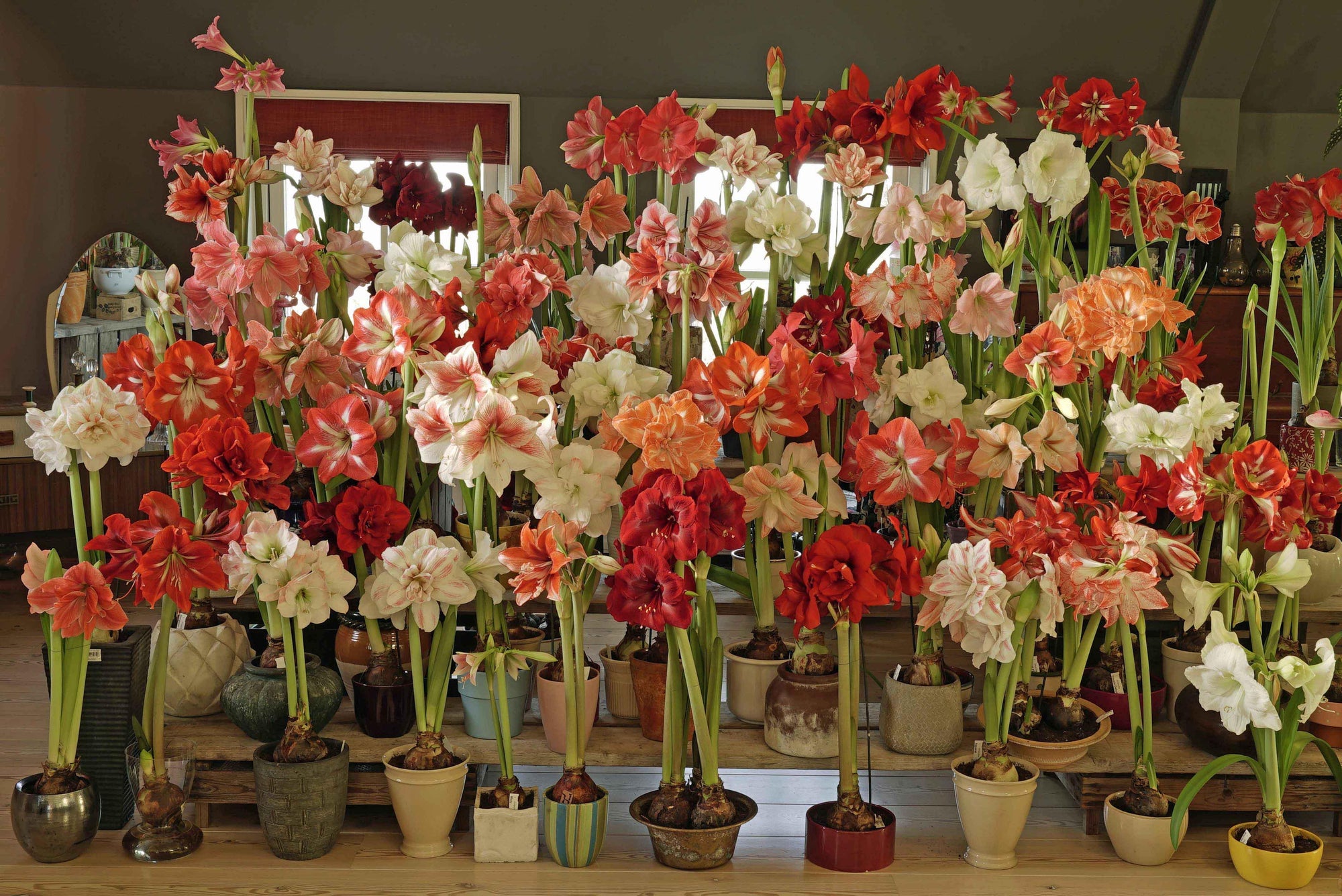 Wintertijd … tijd voor de Amaryllis