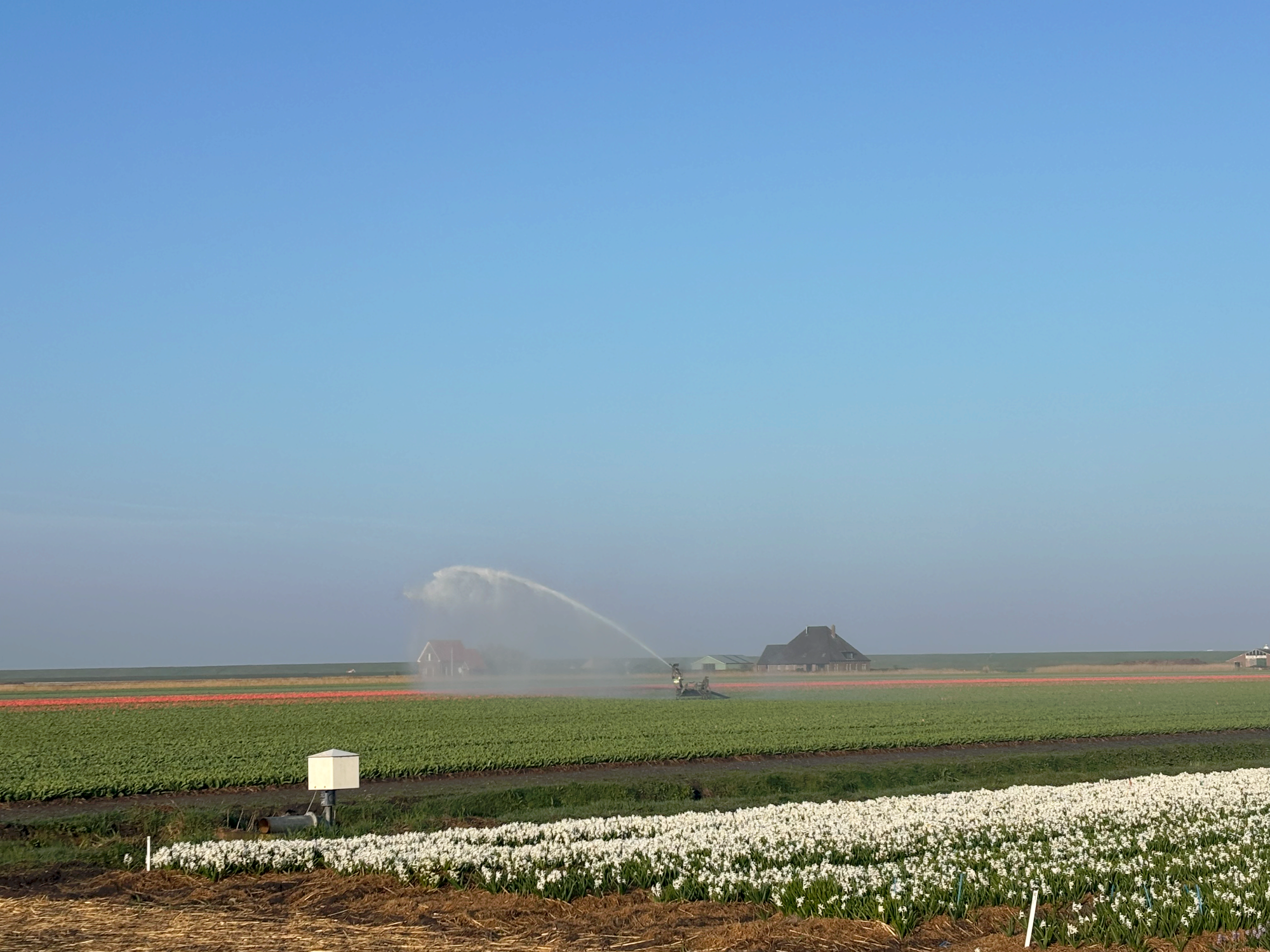 Bloembollen in potten
