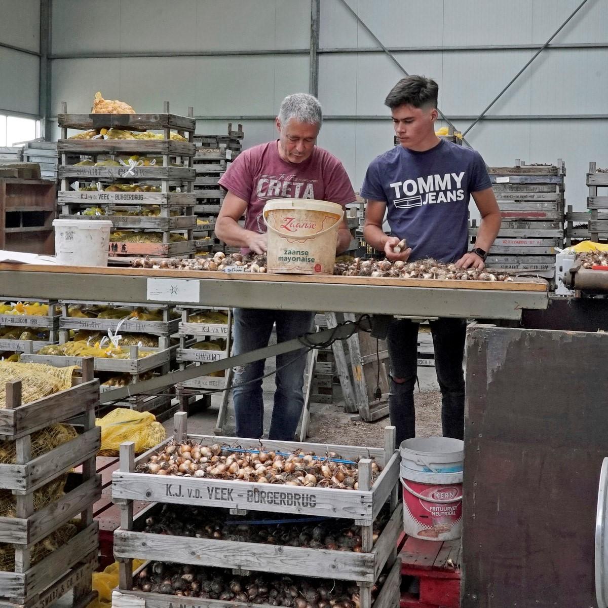 Uitzoeken en pellen van de narcissen