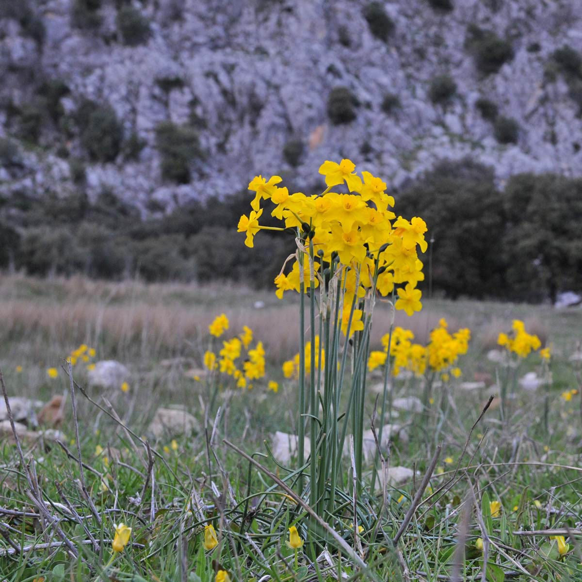 Olé, de Narcis is net zo Spaans als de tapas