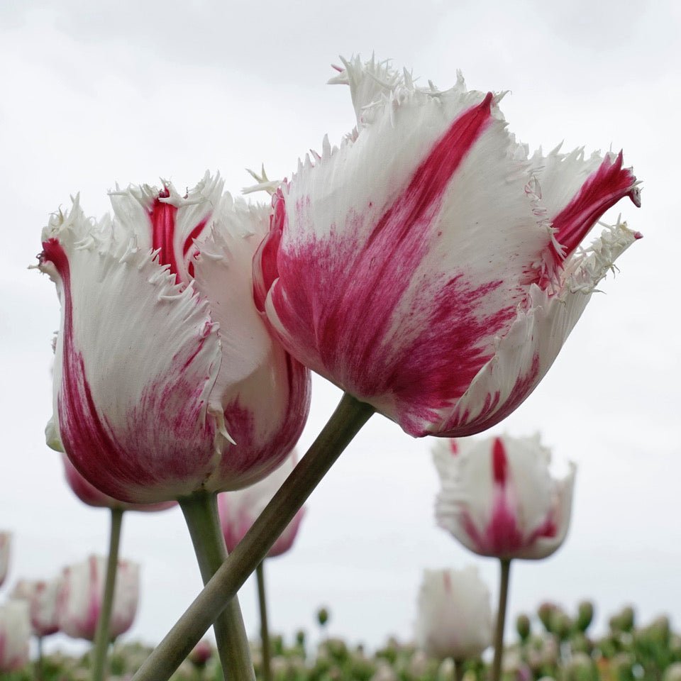 De Druiven van Ben - fluwelnl