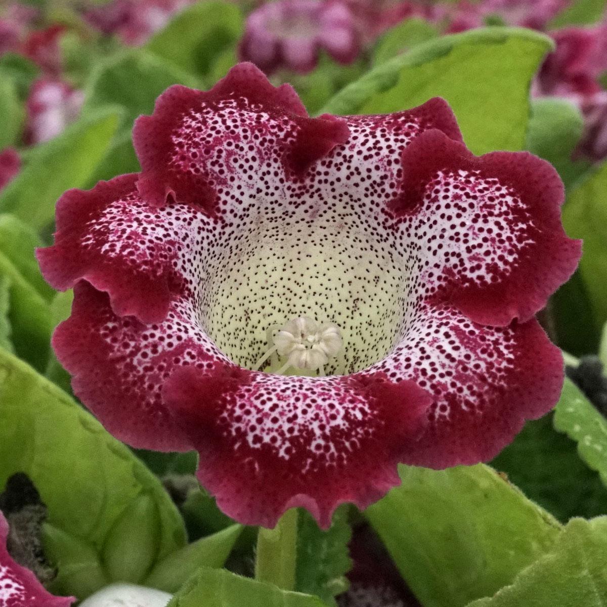 De Gloxinia - fluwelnl