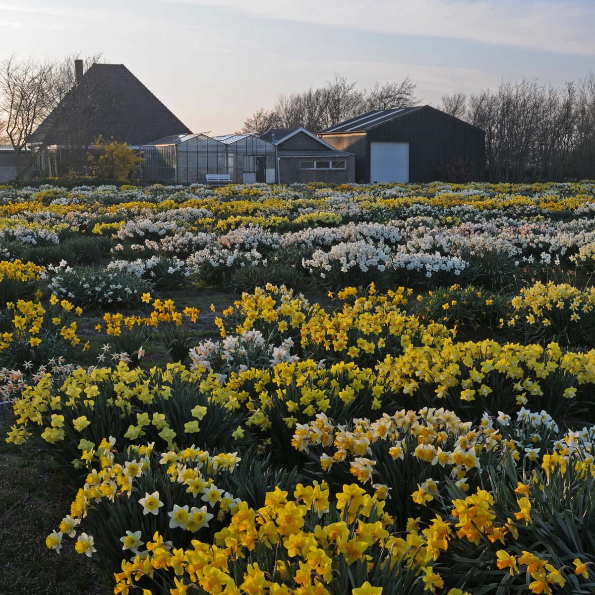 Narcissen in het klein