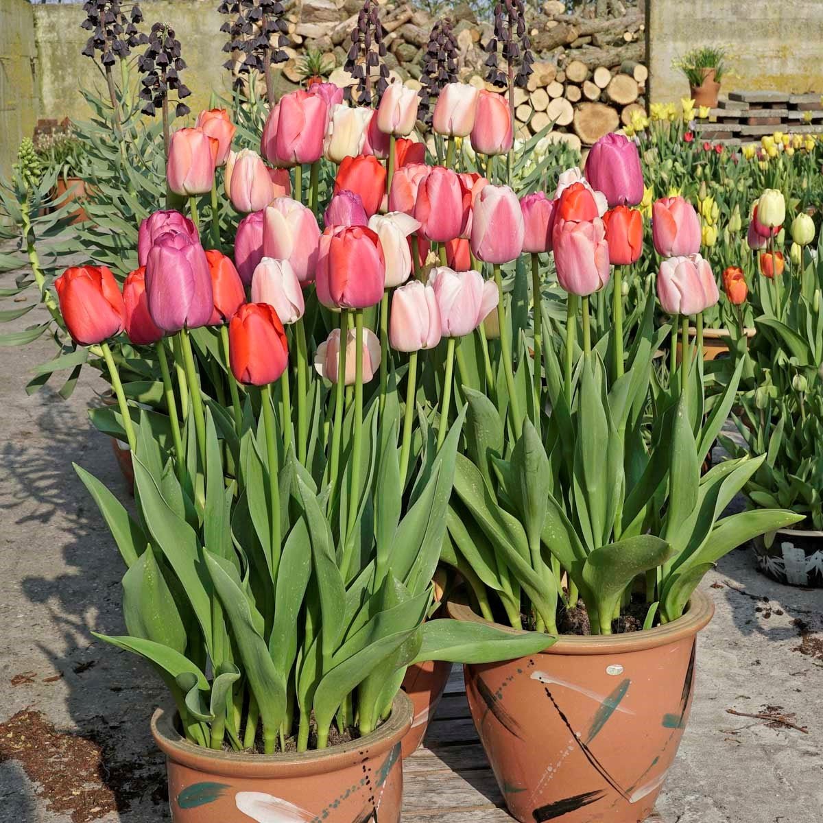 Hoe kunt u tulpenbollen overhouden voor volgend jaar? - fluwelnl