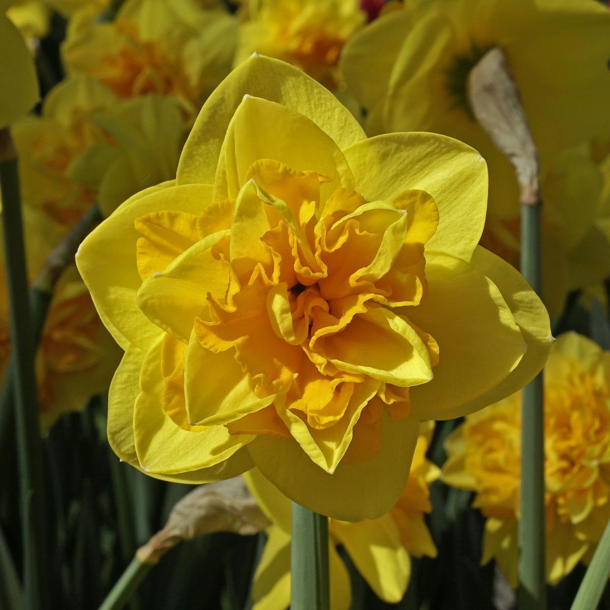 Mijn drie favoriete Bloembollen. - fluwelnl