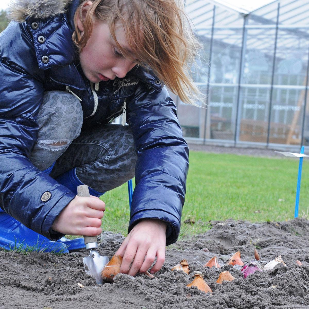 Wanneer kan je het beste Tulpenbollen planten. - fluwelnl