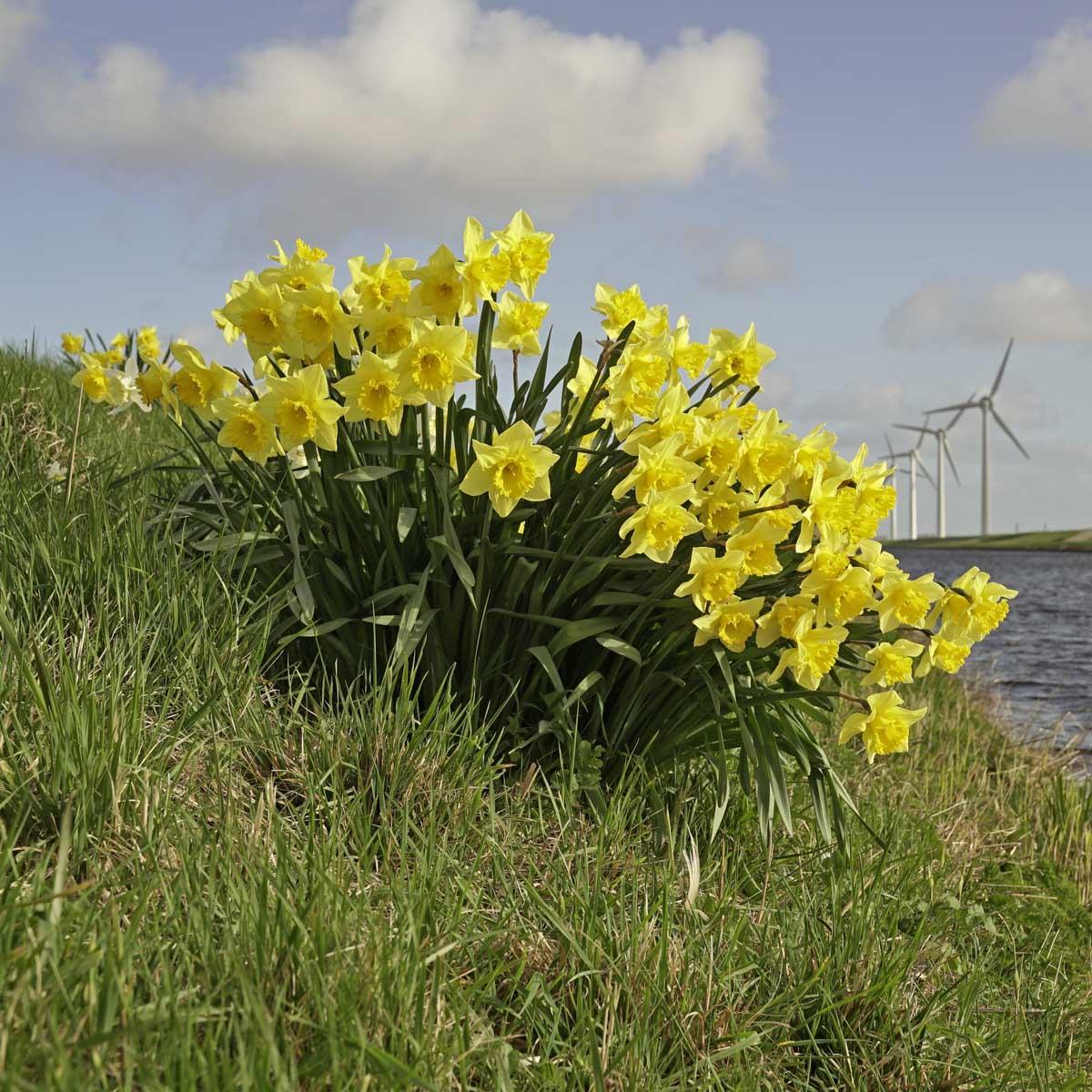 Werkpaarden - fluwelnl