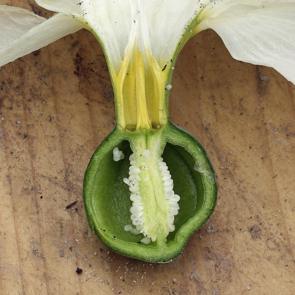 Wilt u ook Narcissen veredelen? - fluwelnl