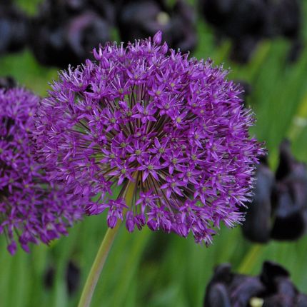 Allium (sierui) - Fluwel