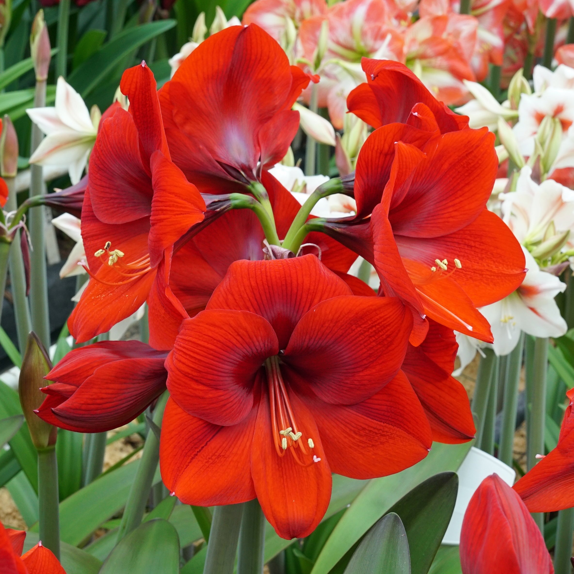 Amaryllis - Fluwel