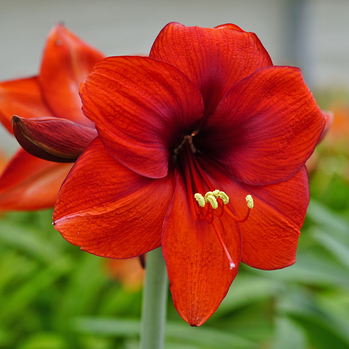 Amaryllis