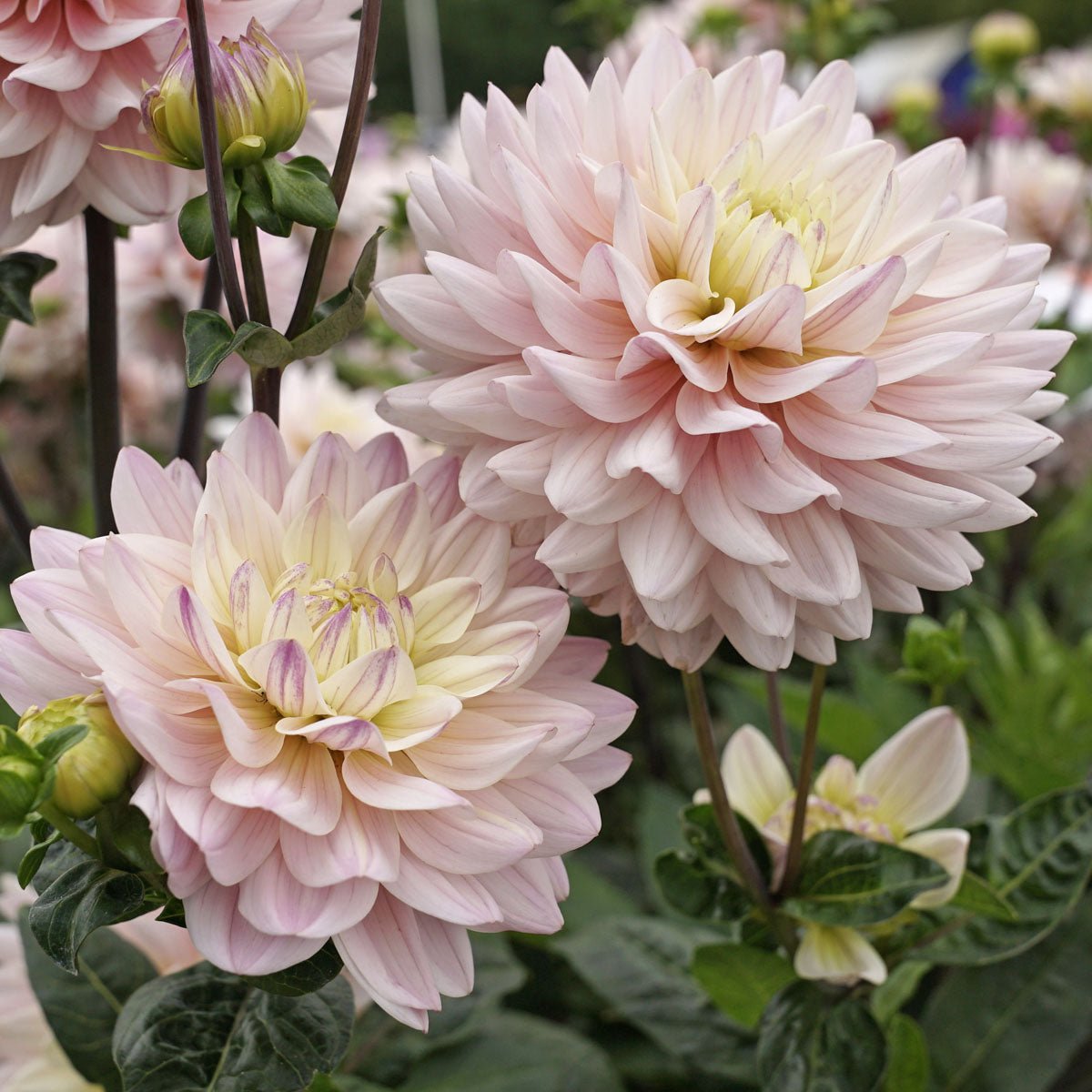 Dahlia's - Fluwel