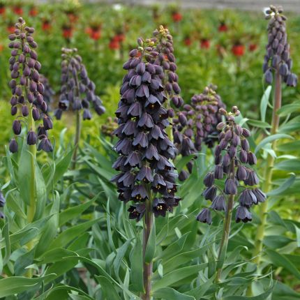Fritillaria's - Fluwel