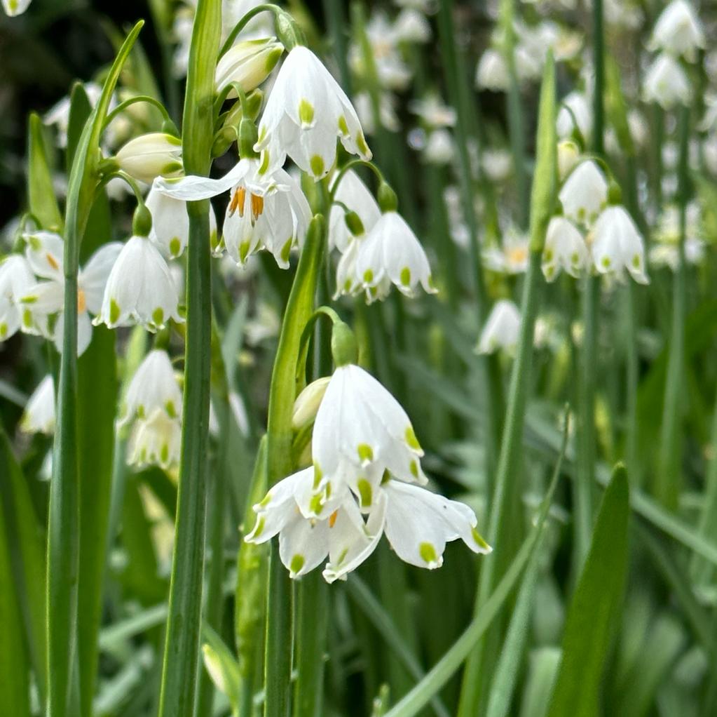 Leucojum - fluwelnl