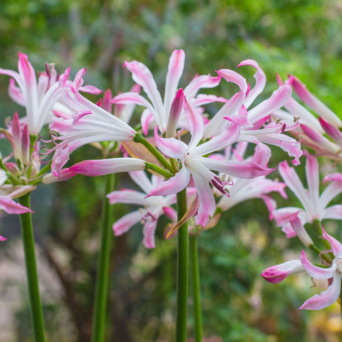 Nerine - fluwelnl