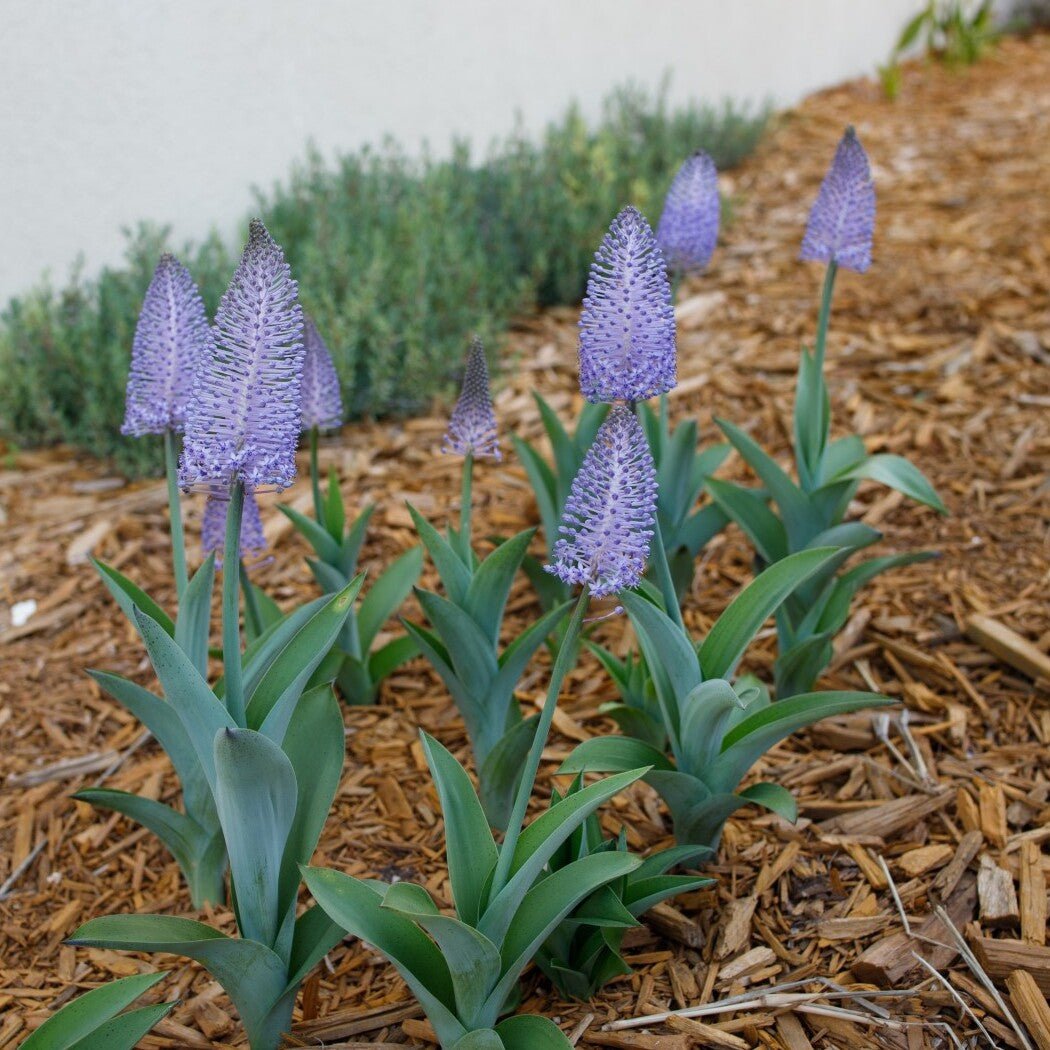 Scilla madeirensis - fluwelnl