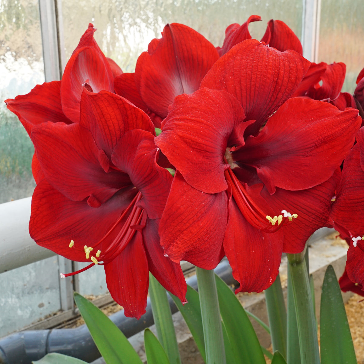Amaryllis Nr. 1250
