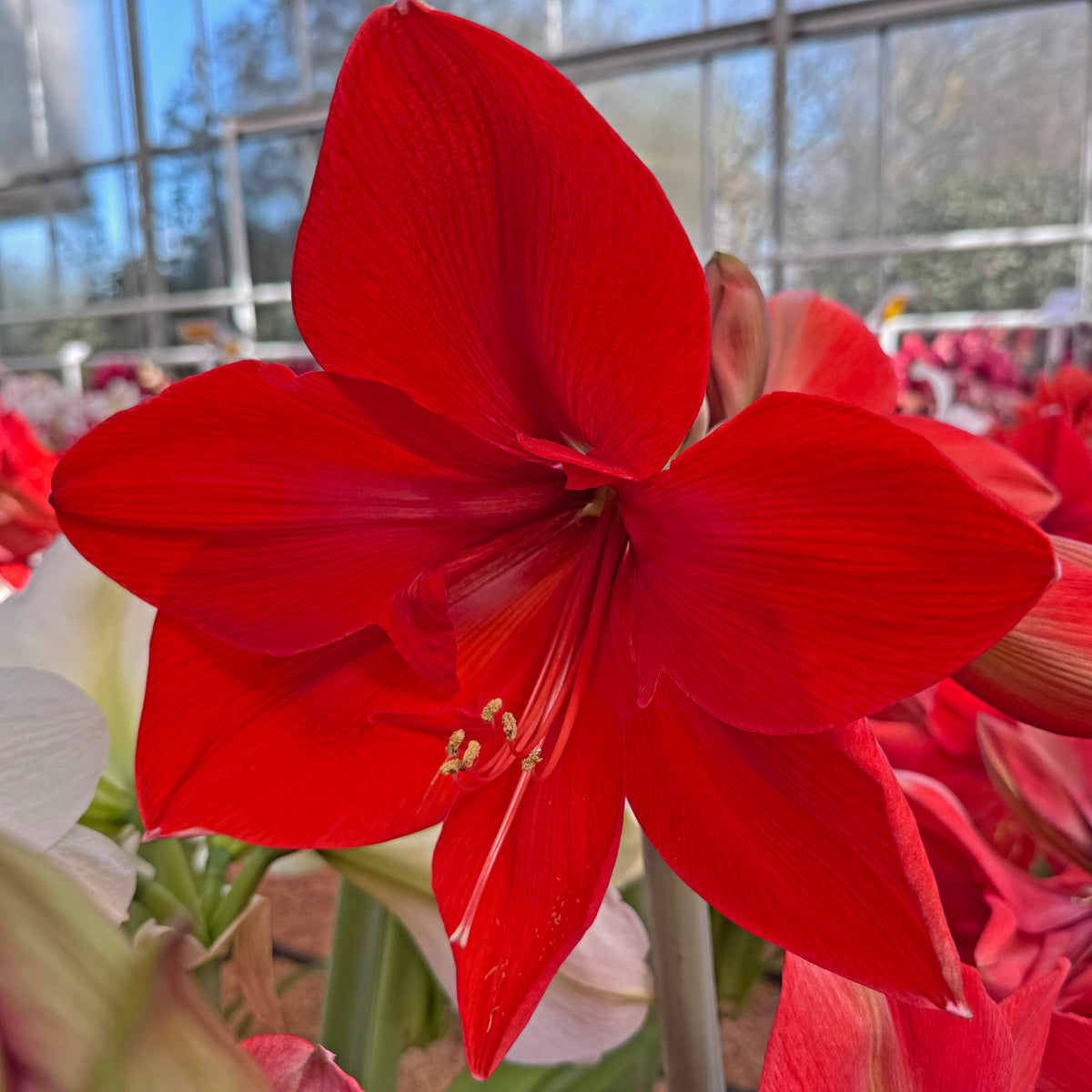 Amaryllis Nr. 180.14-2