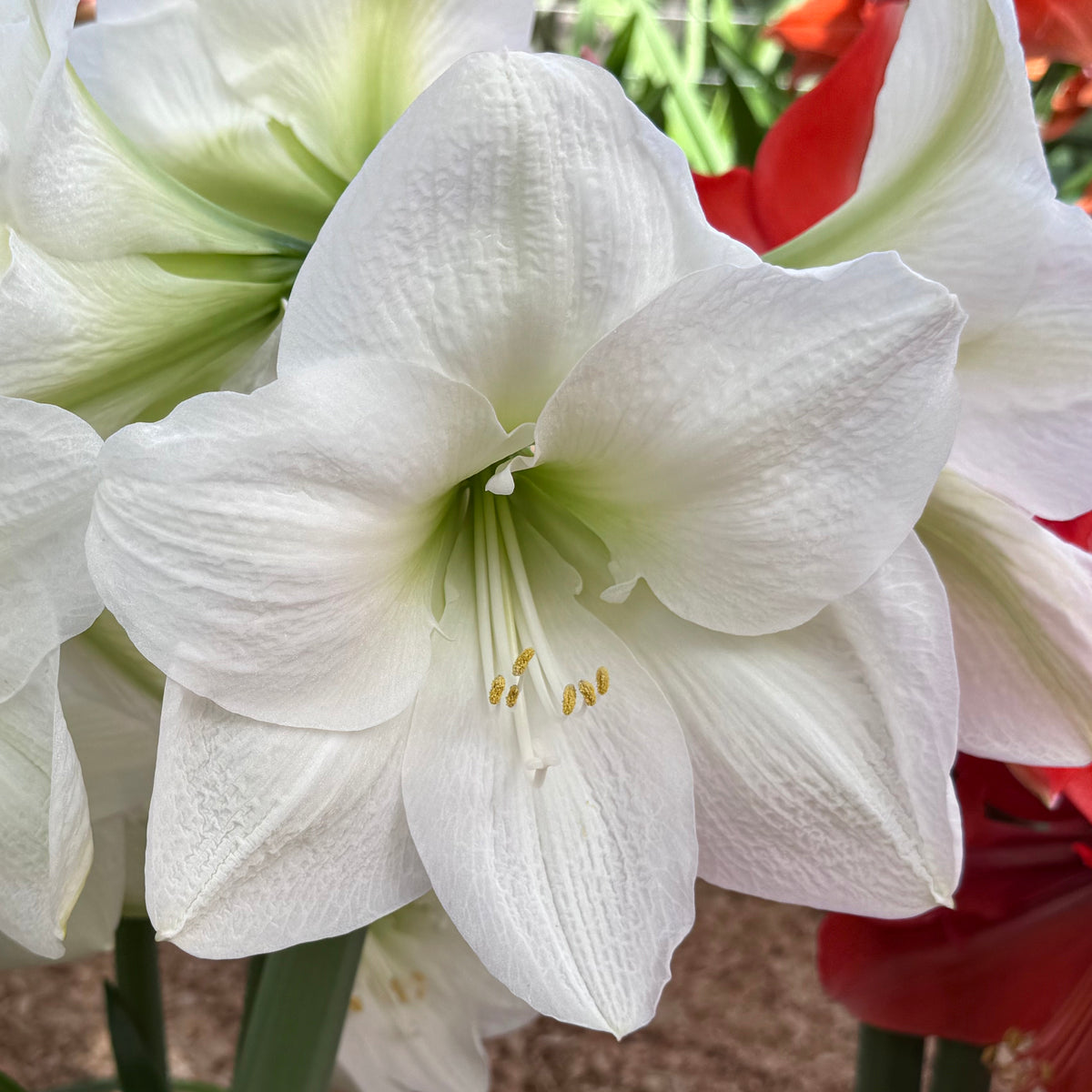 Amaryllis Nr. 180.12