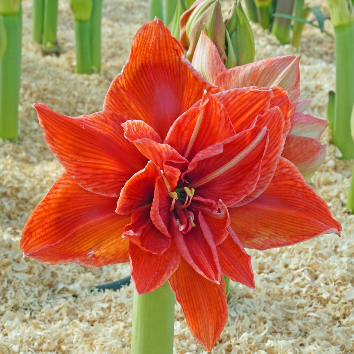 Amaryllis Nr. 180.35-4