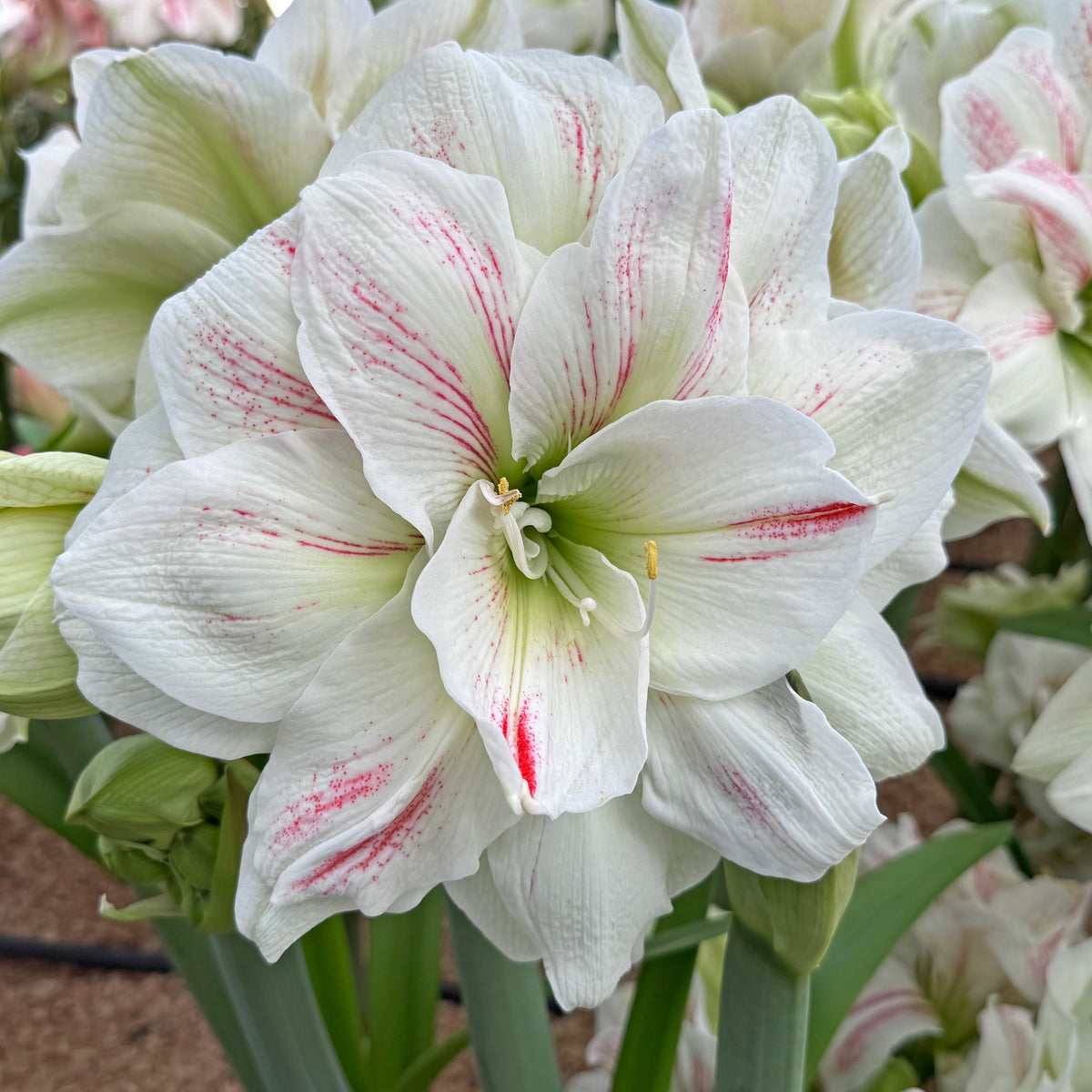 Amaryllis Nr. 180.8-1