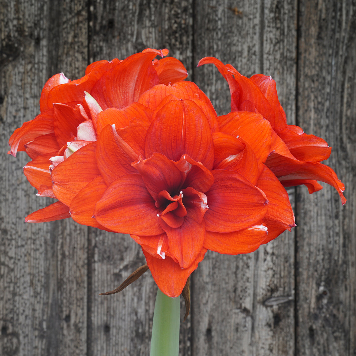 Amaryllis Nr. 48