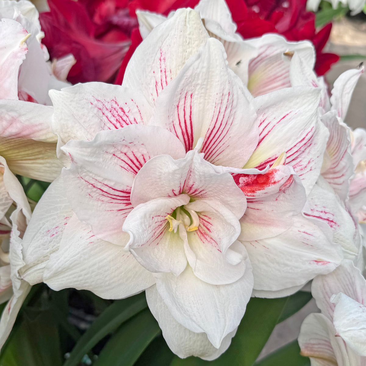 Amaryllis Nr. 44