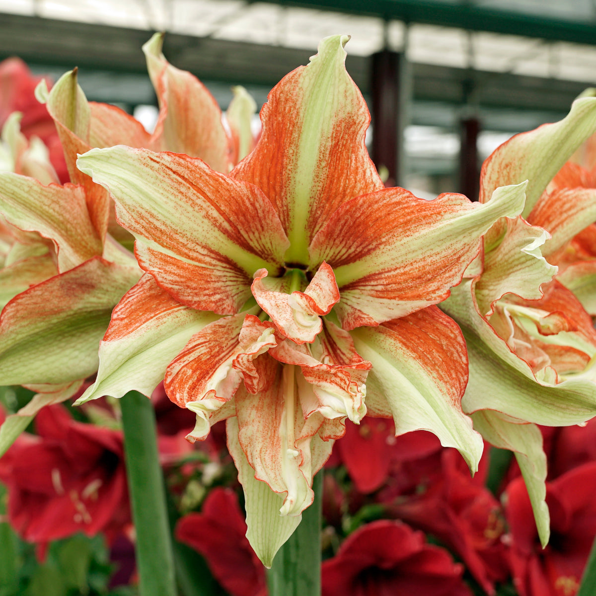 Amaryllis Bentley