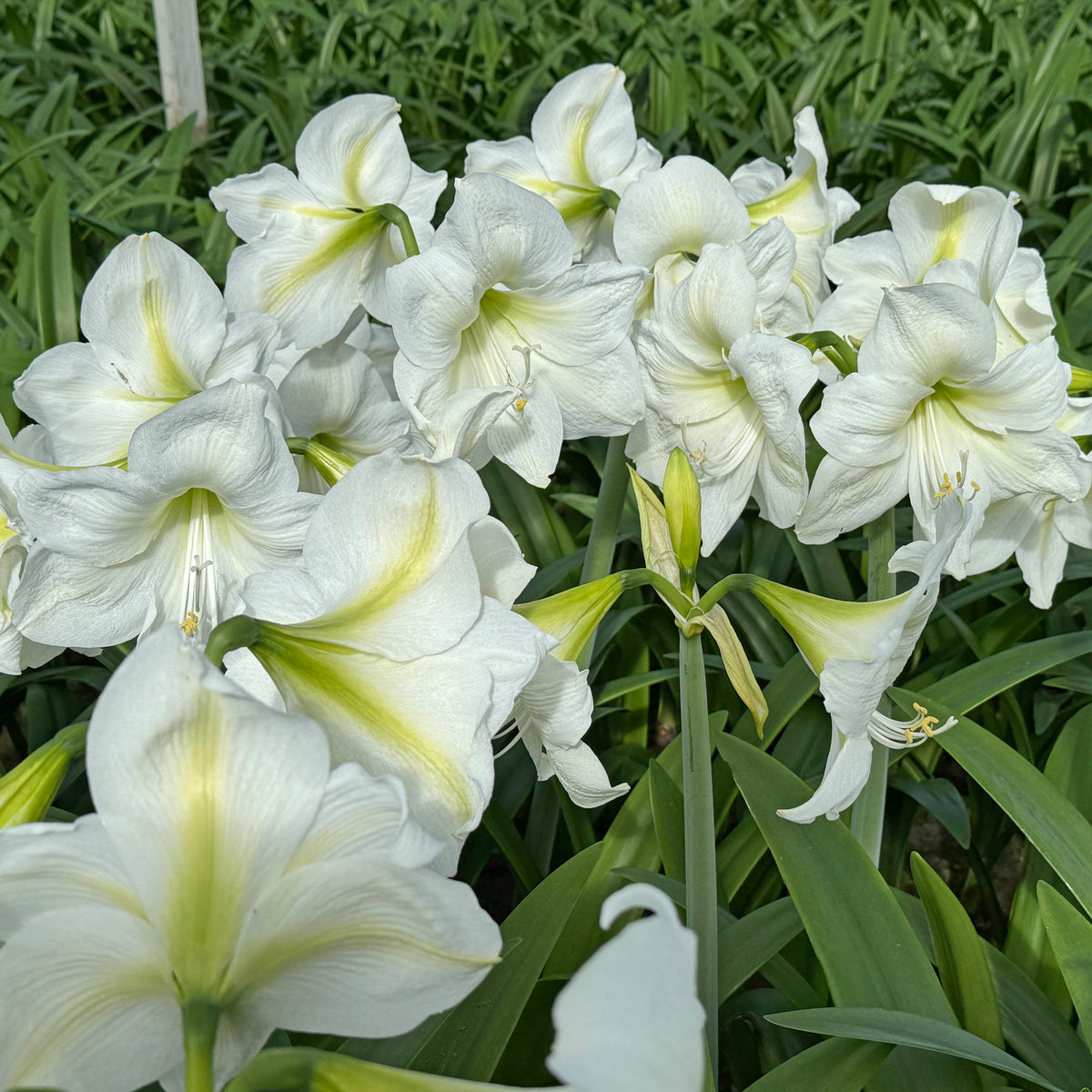 Amaryllis Casablanca