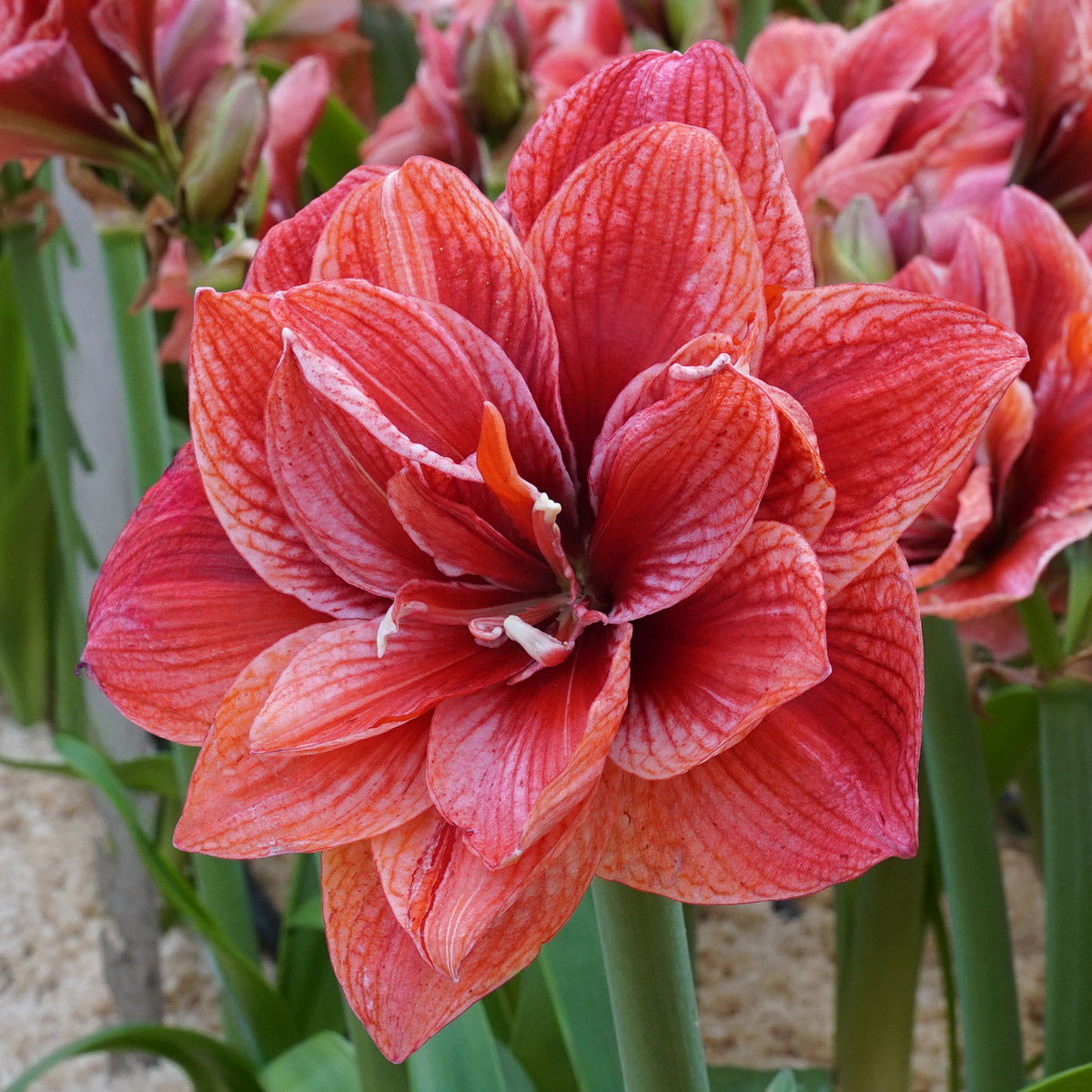 Amaryllis Cherry Amadeus
