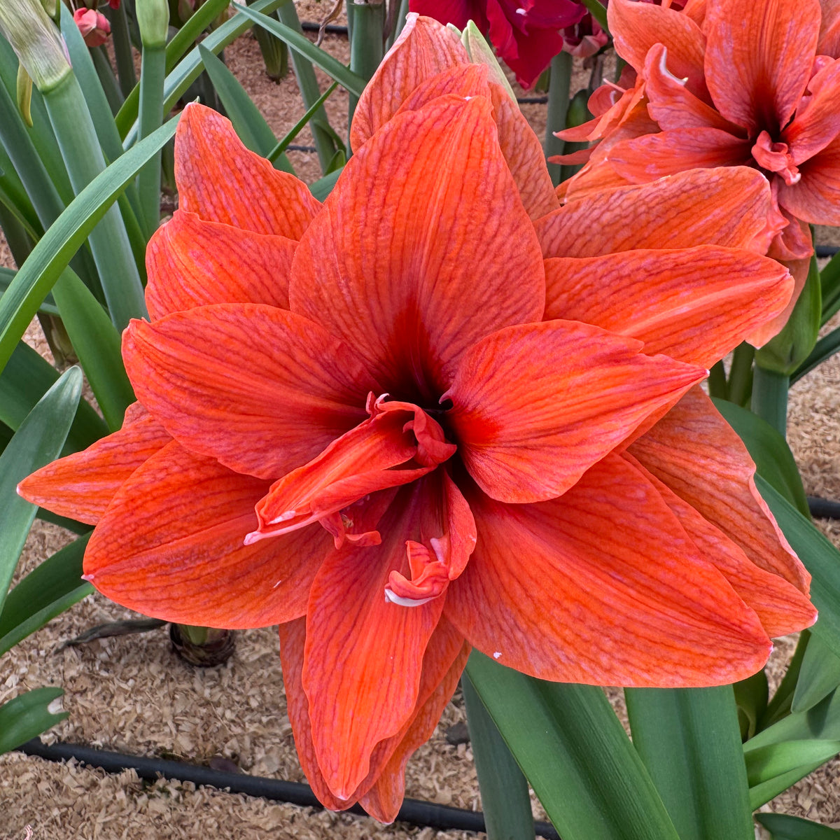 Amaryllis Flamazing Majesty