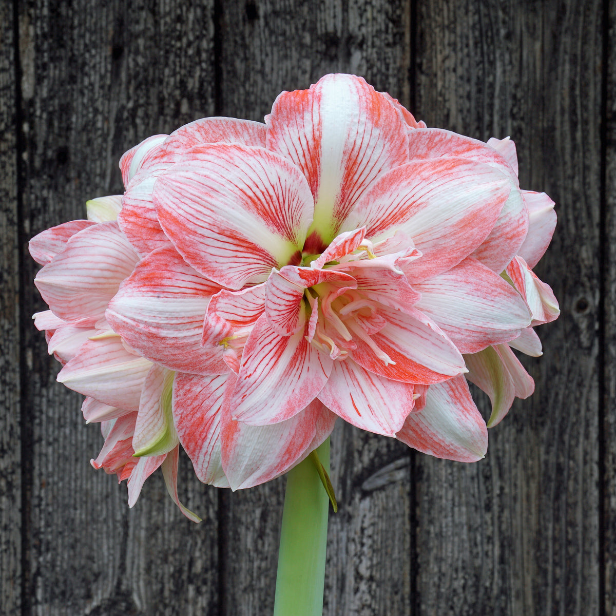 Amaryllis Lucky Nymph