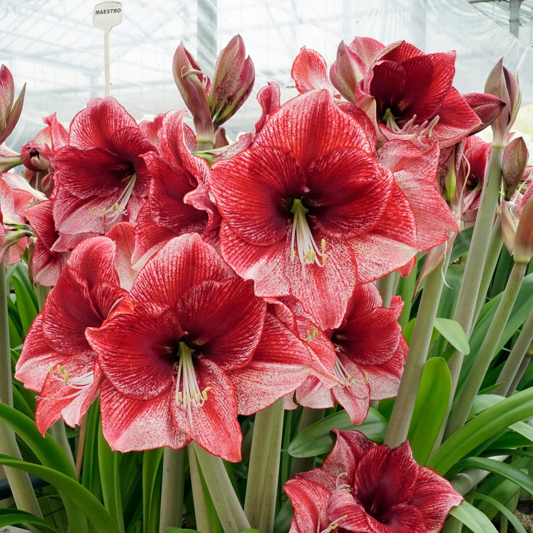 Amaryllis Maestro