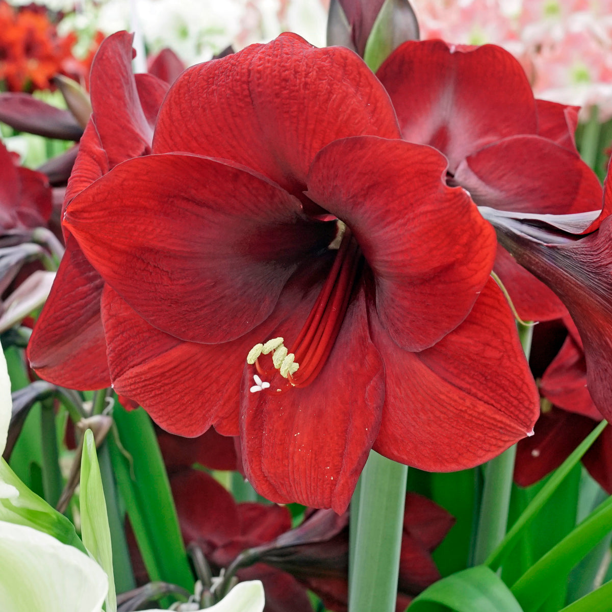 Amaryllis Night Fever